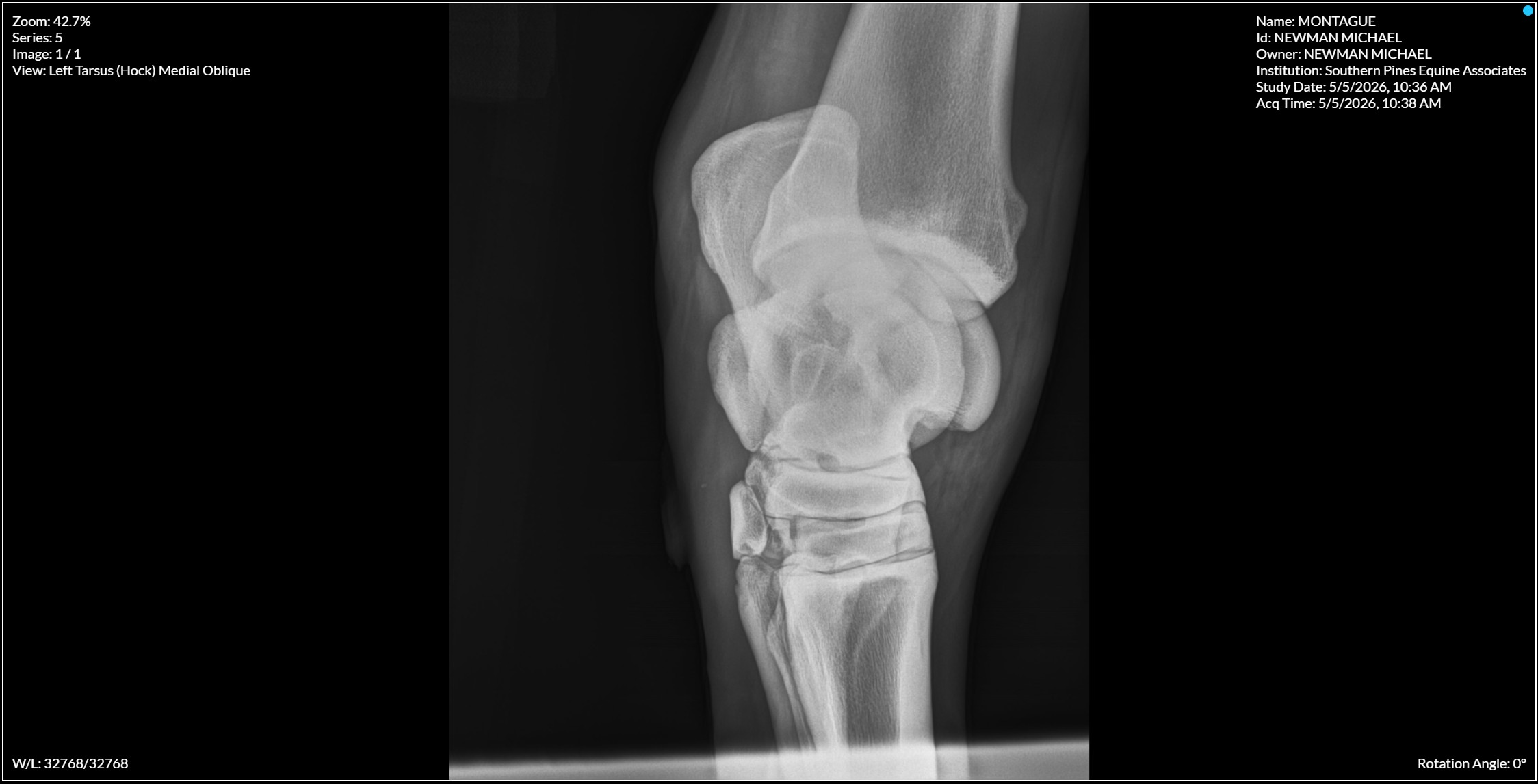 Left Tarsus Hock Medial Oblique